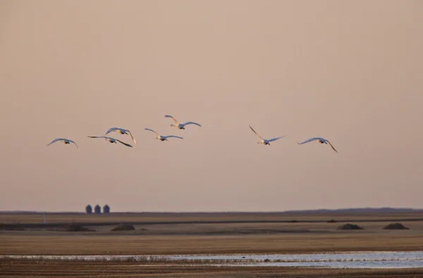 Cisnes en vuelo sobre las praderas Canadá — Foto de Stock
