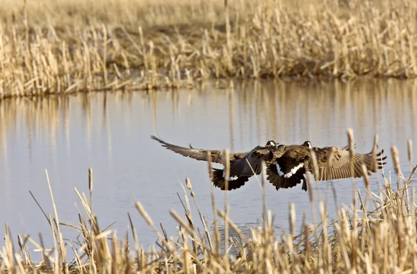 Kanada Kazları Uçuyor — Stok fotoğraf