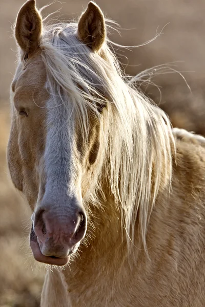 Cavalo Fechar Canadá — Fotografia de Stock