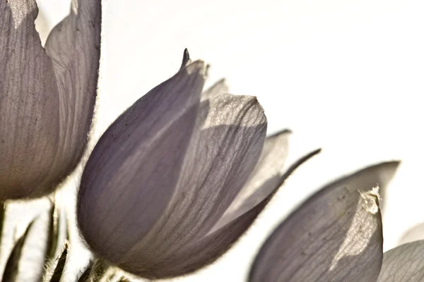 Весенний цветок крокусов — стоковое фото