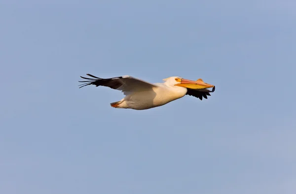 Witte Amerikaanse pelikaan in vlucht — Stockfoto