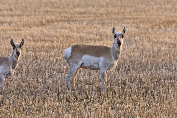 Villásszarvú Antilop Antilop Saskatchewan — Stock Fotó