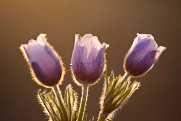 Jarní Čas Crocus Květ — Stock fotografie