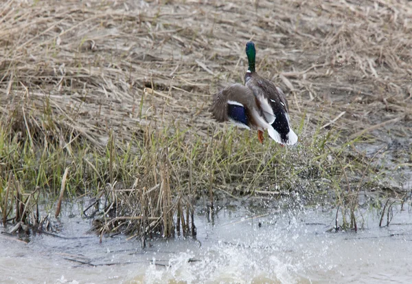 Mallard Flight Duck Canada — Stock Photo, Image