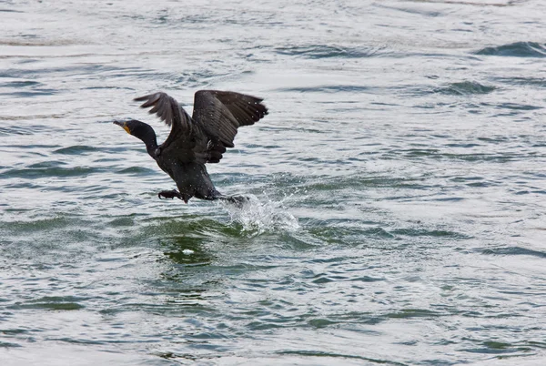 Corvo-marinho em voo — Fotografia de Stock
