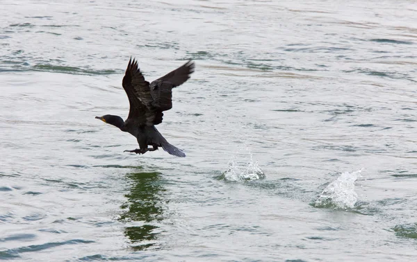Corvo Marinho Flight Water River Canada — Fotografia de Stock