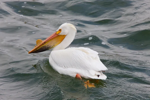 Amerikanische Weiße Pelikane Kanada — Stockfoto
