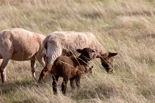 Sheep and Lambs Canada — Stock Photo, Image