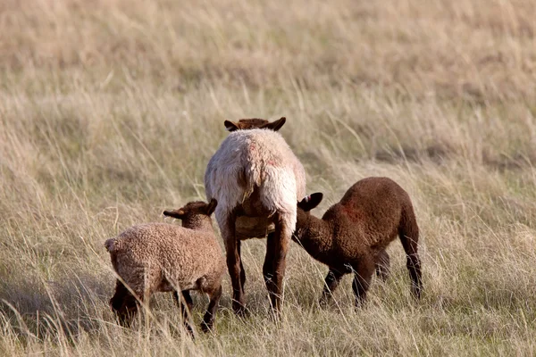 Sheep Lambs Canada Saskatchewan — Stock Photo, Image
