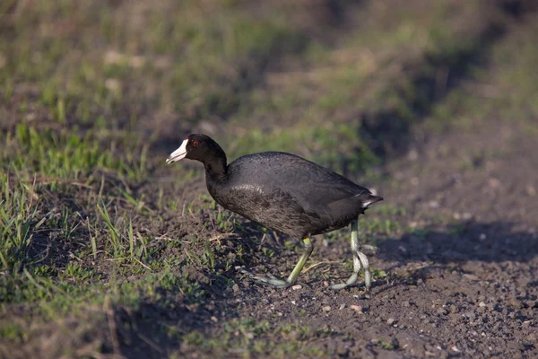Waterhen coot in Canada — Stock Photo, Image