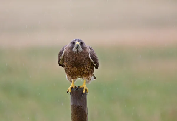 stock image Swainson Hawk on post