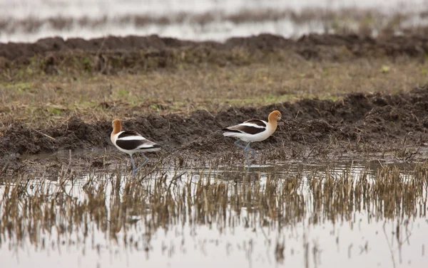 American Avocet Water Reflection Canada — Stock Photo, Image