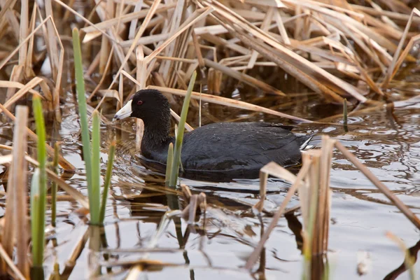Waterhen coot in Canada — Stock Photo, Image