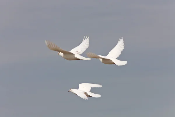 흰색 비둘기 비둘기 — 스톡 사진