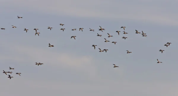 Flock Red Headed Ducks Flight — Stock Photo, Image