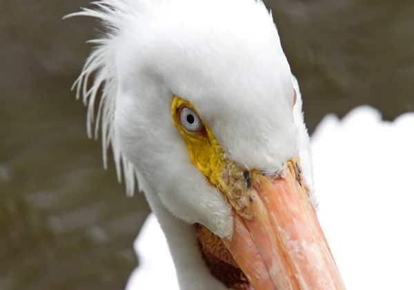 Americký pelikánů bílých zblízka — Stock fotografie