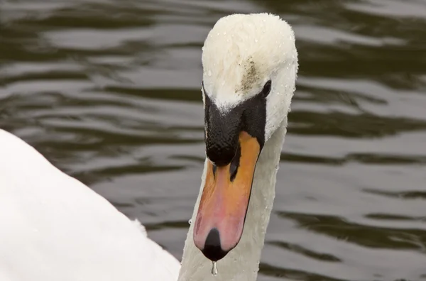 stock image Mute Swan Close Up Canada