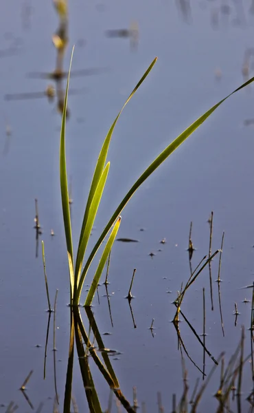 雑草の反射水カナダ — ストック写真