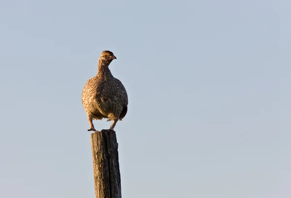 Kuyruklu grouse keskin — Stok fotoğraf