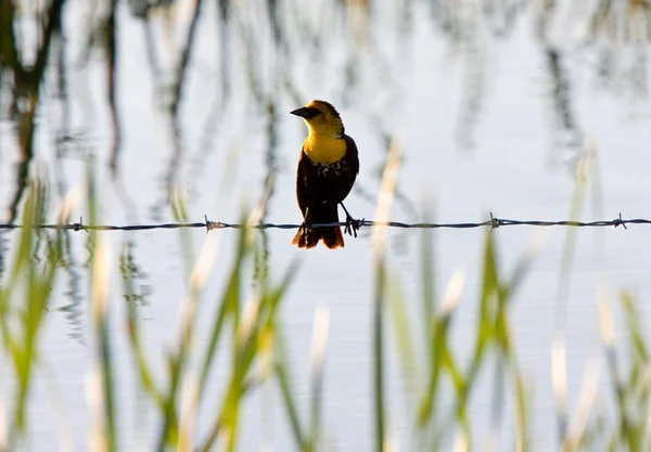 Female yellow headed blackbird — Stock Photo, Image