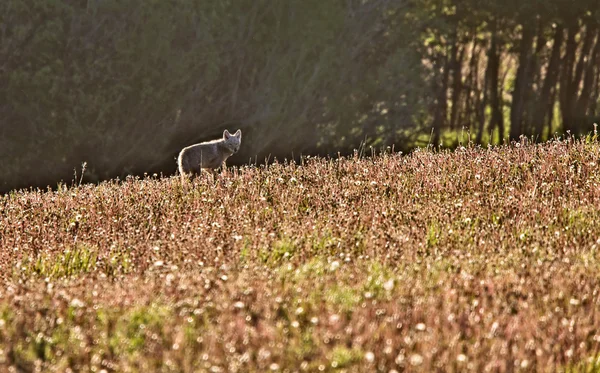 Coyote Dans Meadow Saskatcheaw Canada — Photo