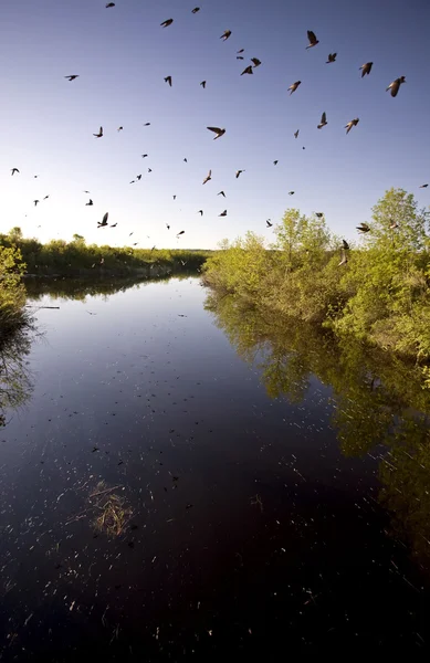 Saskatchewan river en zwaluwen — Stockfoto