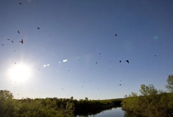 Saskatchewan River and Swallows — Stock Photo, Image