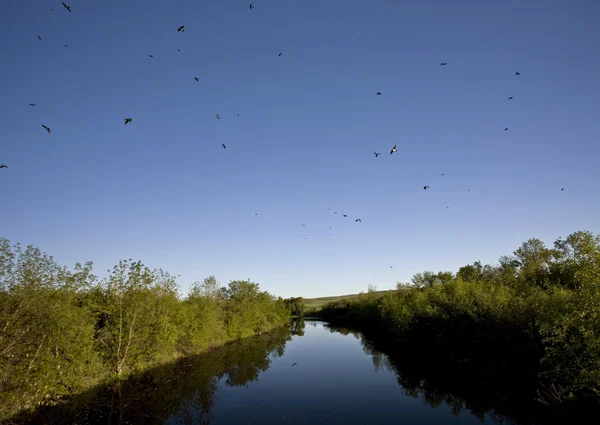 Saskatchewan river en zwaluwen — Stockfoto