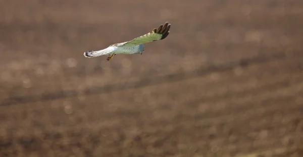 Rohrweihe Flug Saskatchewan — Stockfoto