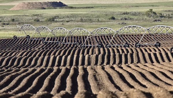 Coltivazione Rows Semi Plalnted Canada Irrigazione Irrigatori — Foto Stock