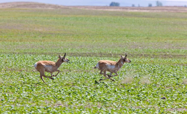 Pronghorn Antelope Corriendo Prairie Field —  Fotos de Stock