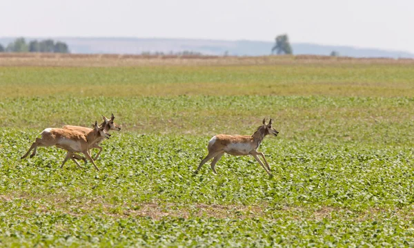 Pronghorn Antelope Esecuzione Nel Campo Della Prateria — Foto Stock