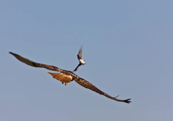 Ret Tail Hawk e Kingbird — Fotografia de Stock