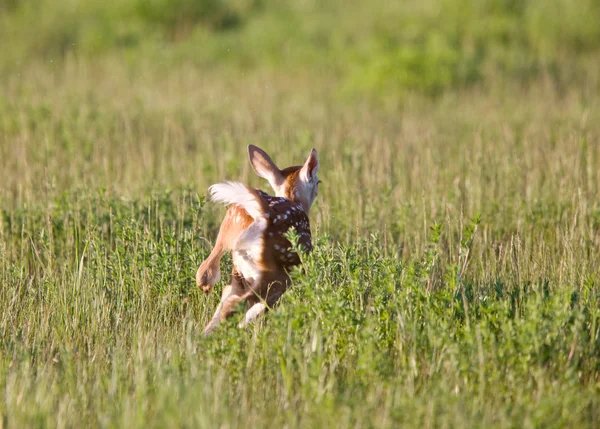 Young Fawn Running Field Saskatchewan — Stock Photo, Image