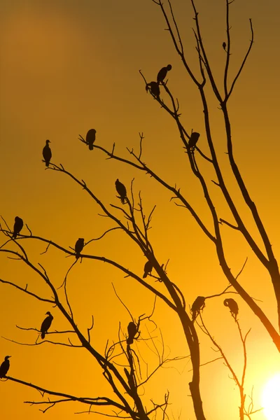 Cormoranes en el árbol — Foto de Stock