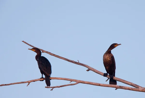 stock image Cormorants in tree