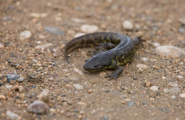 stock image Tiger Salamander