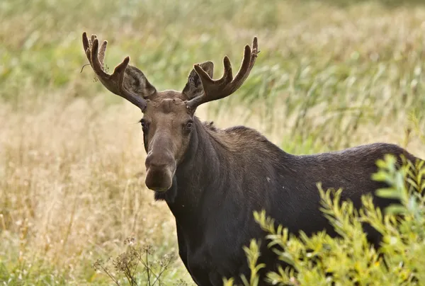 Bull Moose Gros plan — Photo