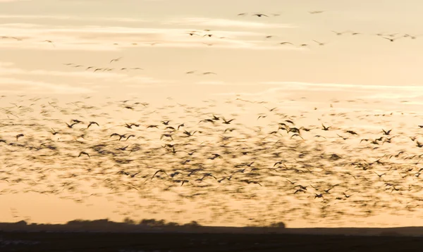 Snö Gäss Flygning Sunset Saskatchewan Kanada Blurrred — Stockfoto