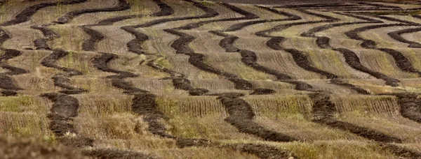 Пшеничні Поля Смуга Саскачеван Канади Врожаю — стокове фото