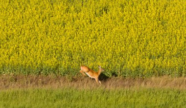 Deer running in canola mustard field clipart