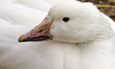 Domestic Goose Close up