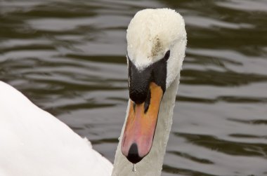 Mute swan yakın Kanada yukarı