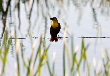 blackbird saskatchewan dişi sarı başlı