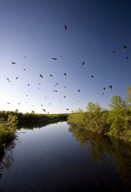 Saskatchewan River and Swallows clipart