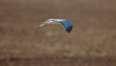 Kuzey harrier uçuş saskatchewan içinde