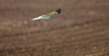 Kuzey harrier uçuş saskatchewan içinde