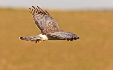 Kuzey harrier uçuş saskatchewan içinde