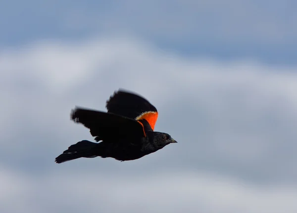 Pájaro Negro Alado Rojo Vuelo Canadá —  Fotos de Stock