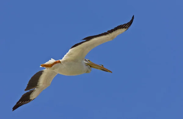 Amerikan beyaz pelikanı uçuyor — Stok fotoğraf